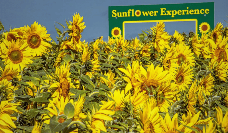 Nottinghamshire Sunflower Experience